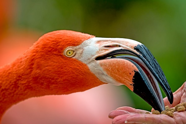 Feeding Flamingo 2372 by Matthew Lerman